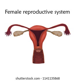 Female reproductive system. Anatomy realistic vector illustration. White background.