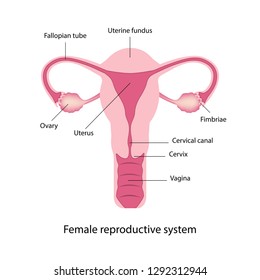 Female reproductive system anatomy, vector illustration eps10 