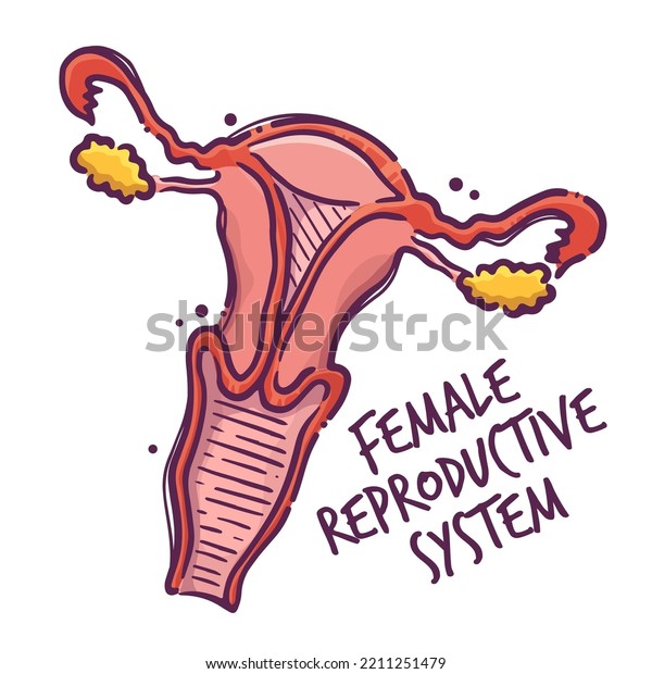 Female reproductive\
system. Animals and humans internal organs. Medical theme for\
posters, leaflets, books, stickers. Human organ anatomy. Vector\
hand drawn style\
illustration.