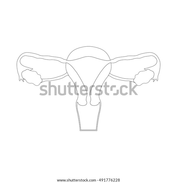 The Female Reproductive System Stock Vector 0407