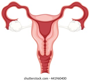 Female reproductive system in close up illustration