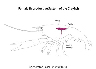 Sistema reproductivo femenino de cangrejo de río