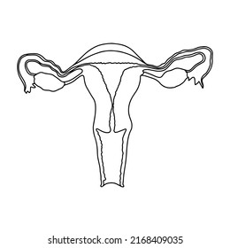 Female reproductive system, cross section. Illustration of Human anatomy. 