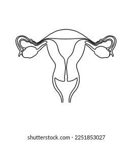 Sistema reproductivo femenino, corte transversal. Ilustración de la anatomía humana. 