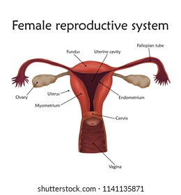 Female reproductive system with a description. Anatomy realistic vector illustration. White background.