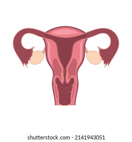 Female Reproductive System Icon Isolated