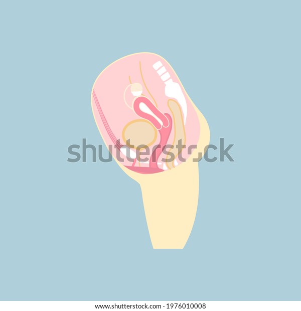 female reproductive system, internal organs anatomy body part nervous