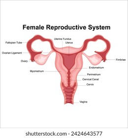 female reproductive system label illustration