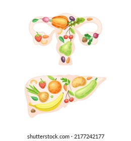 Female reproductive system and liver made of fresh fruit and vegetables. Healthy human internal organs vector illustration
