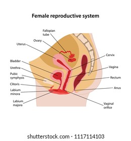 Female Reproductive System With Main Parts Labeled. Vector Illustration. 