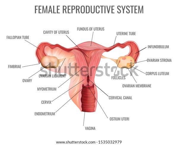 Female Reproductive System Main Parts On Stock Vector Royalty Free 1535032979