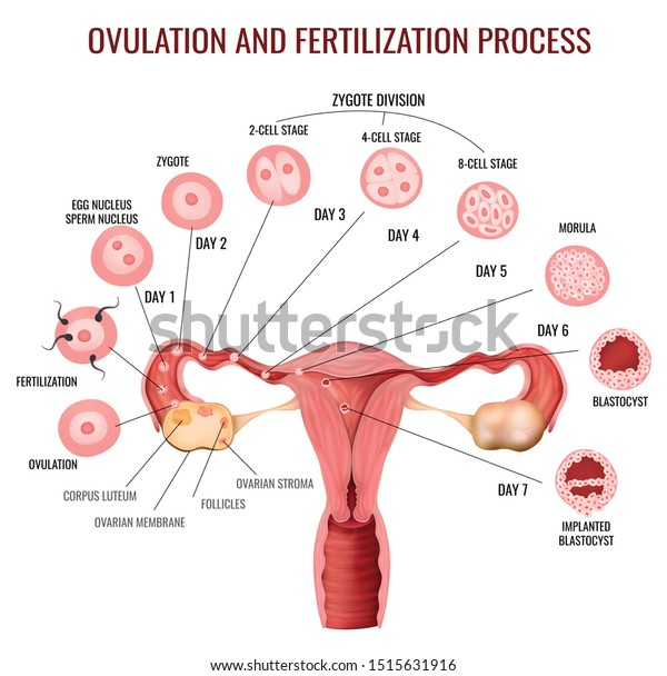 Female\
reproductive system ovulation and fertilization process stages on\
white background realistic vector\
illustration