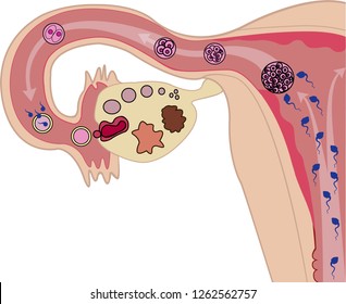 Female reproductive system, ovulation process, fertilization and cell development. Cell development