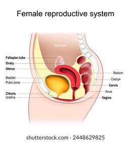 Female reproductive system. sagittal view. Reproductive health. vector illustration