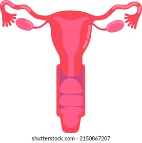 Female reproductive system semi flat color vector object. Fallopian tubes. Human organ anatomy. Full sized item on white. Simple cartoon style illustration for web graphic design and animation