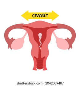 Female reproductive system. Sperm cells moving towards the egg.