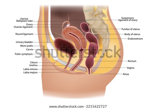 Female reproductive system (urogenital\
system) anatomy. Genitourinary system. Uterine(fallopian) tube and\
uterus. Medical\
illustration