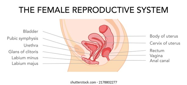 Female reproductive system uterus in different styles and cross sections. Side view in a cut. Human anatomy internal organs location scheme, cervix flat style icon. Vector medical illustration