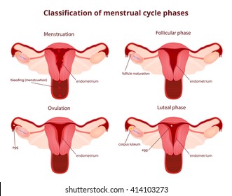 female reproductive system, the uterus and ovaries scheme, the phase of the menstrual cycle