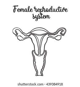 female reproductive system, vector circuit sketch hand-drawn illustration isolated on white background, vnutrinney uterine structure and vagina to the ovaries, the anatomy of a woman's vagina