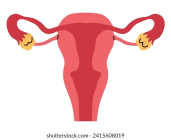 Female reproductive system. Vector flat illustration