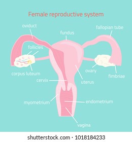 Female reproductive system. Vector hand drawn illustration.