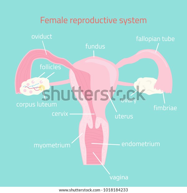 Female Reproductive System Vector Hand Drawn Illustration 6931