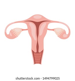 Diagram Of The Female Reproductive Organs High Res Stock Images Shutterstock