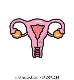 Female reproductive system vector illustration