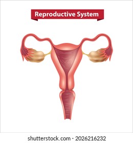 Female Reproductive System Vector Illustration