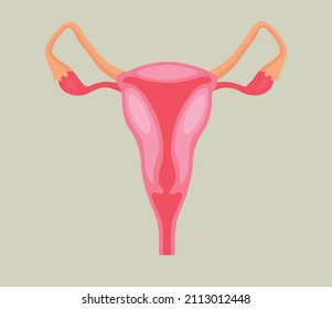 Sistema reproductivo femenino. ilustración vectorial
