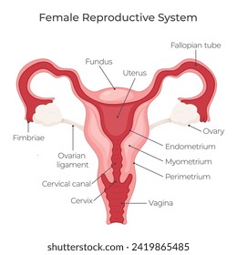 Female reproductive system vector illustration graphic diagram