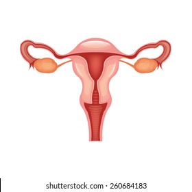 Female Reproductive System. Vector Illustration