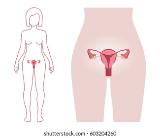 Female Reproductive System. Vector Illustration Flat Design