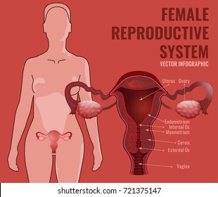 Female Reproductive System. Vector Illustration Isolated On A Pink Background.