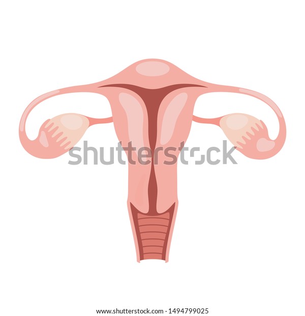 Female reproductive system. Vector\
illustration isolated on white\
background