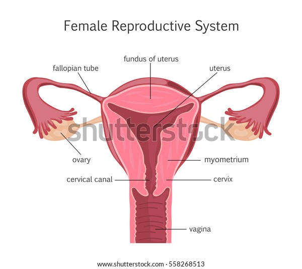 Female Reproductive System Vector Illustration Stock Vector Royalty Free 558268513 Shutterstock 6276