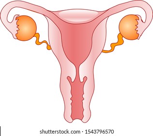 Female reproductive system. Women  organs of reproduction anatomy.  Blank white background. Oviduct, ovary, vagina, uterus, cervix. Front view diagram. Biology Education outline drawing vector. 
