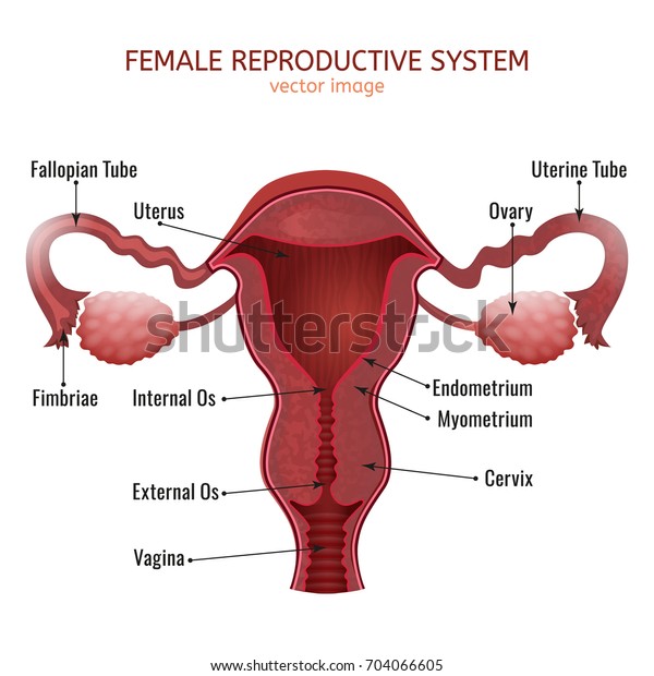 女性の生殖系 女子子宮断面 白い背景にベクターイラスト のベクター画像素材 ロイヤリティフリー