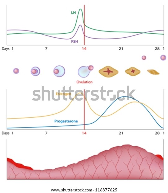 Female Sexual Cycle Stock Vector Royalty Free 116877625 Shutterstock 6692