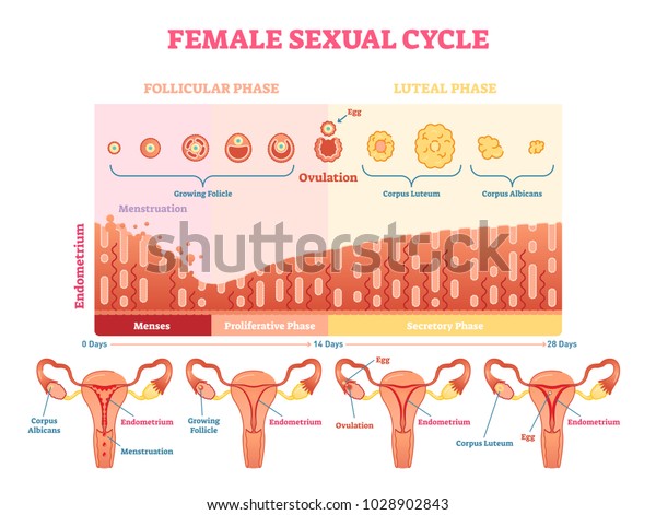 月経と排卵の図と子宮の視覚化を持つ女性の性周期ベクターイラスト図 のベクター画像素材 ロイヤリティフリー