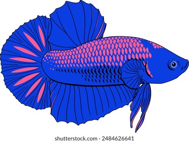 Female Siamese Betta Fish vector graphic.