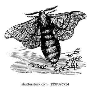 Female Silkworm Moth will have laid between 300 and 700 eggs in total vintage line drawing or engraving illustration.