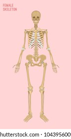 Female skeleton image. Vector illustration isolated on a pink background useful for creating medical and scientific materials. Anatomy, medicine and biology concept.