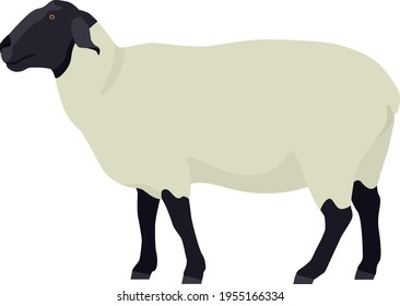 Female Suffolk sheep Farm animals Flat vector illustration Isolated object set