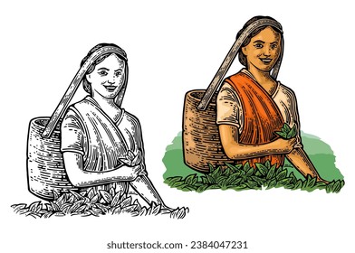 Female tea pickers harvesting leaves. Hand drawn sketch style. Vintage color vector engraving illustration for label, web, flayer. Isolated on white background.