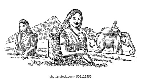 Female Tea Pickers Harvesting leaves on plantation and rider on elephant. Vector engraved vintage isolated illustration for label, poster, web. Black on white background.