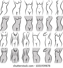 female torso in diferent poses - clip art illustration