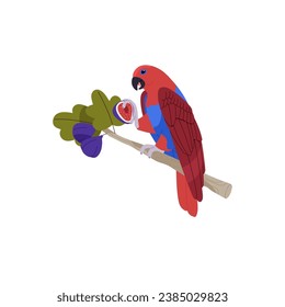 Moluccan Eclectus female. Tropical parrot sitting on tree branch, perch. Exotic bird with red feather holding, eating fig. Rainforest animal, pet. Flat isolated vector illustration on white background