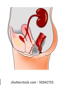 Female urinary system